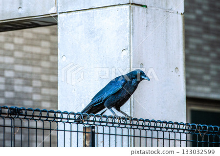 Yokohama cityscape in Japan, early morning. As the weather gets colder, urban crows come to look for food. They are alert to their surroundings. (November 12th) 133032599