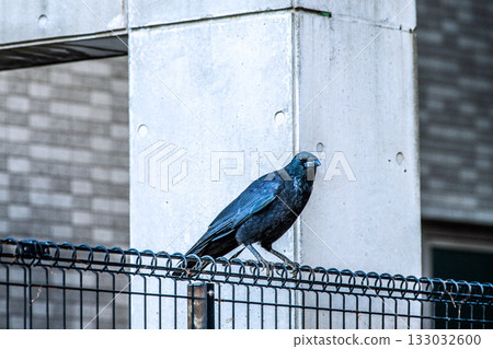 Yokohama cityscape in Japan, early morning. As the weather gets colder, urban crows come to look for food. They are alert to their surroundings. (November 12th) 133032600