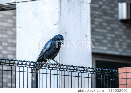 Yokohama cityscape in Japan, early morning. As the weather gets colder, urban crows come to look for food. They are alert to their surroundings. (November 12th) Yokohama cityscape in Japan, early morning. As the weather gets colder, urban crows come to look for food. They are alert to their surroundings. (November 12th) 133032601