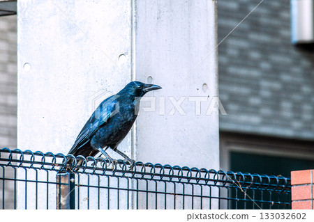 Yokohama cityscape in Japan, early morning. As the weather gets colder, urban crows come to look for food. They are alert to their surroundings. (November 12th) 133032602