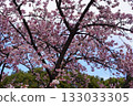 綻放在春天藍天上的櫻花 133033305