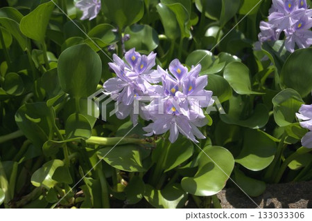 開花在水的邊緣的鳳眼蘭花 開花在水的邊緣的鳳眼蘭花 133033306