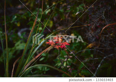 Small fall 133033403