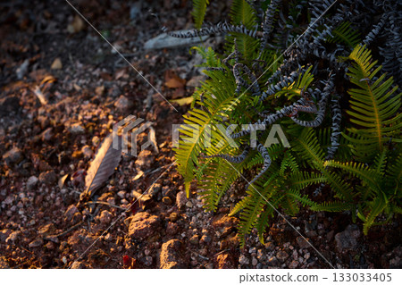 Evening sunlight filtering through the trees and ferns 133033405