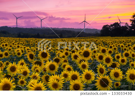 Akazu, Konan-cho, Koriyama City, Fukushima Prefecture: A sunflower field in full bloom and a sunset sky beneath the wind turbines of the Koriyama Nunobiki Wind Plateau Akazu, Konan-cho, Koriyama City, Fukushima Prefecture: A sunflower field in full bloom and a sunset sky beneath the wind turbines of the Koriyama Nunobiki Wind Plateau 133033430