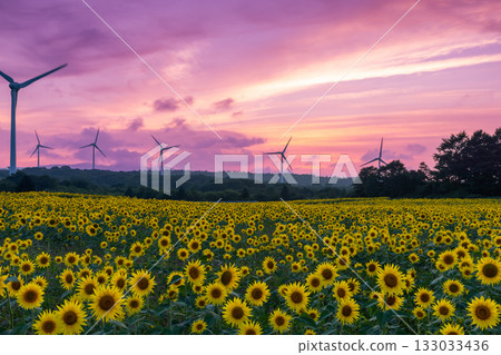 Akazu, Konan-cho, Koriyama City, Fukushima Prefecture: A sunflower field in full bloom and a sunset sky beneath the wind turbines of the Koriyama Nunobiki Wind Plateau Akazu, Konan-cho, Koriyama City, Fukushima Prefecture: A sunflower field in full bloom and a sunset sky beneath the wind turbines of the Koriyama Nunobiki Wind Plateau 133033436