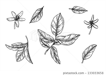 Citrus branches, leaves and flowers clip art monochrome vector illustration painted by black inks. Etching drawing of lemon, lime or orange foliage set for organic cosmetics, herbal tea label 133033658