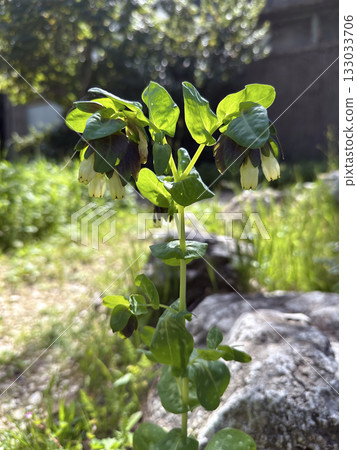 Blooming Palestinian Honeywort (lat.- Cerinthe palaestina) Blooming Palestinian Honeywort (lat.- Cerinthe palaestina) 133033706