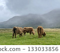 Scottish Highland cattle grazing on green pasture in misty valley with mountains and cloudy sky 133033856