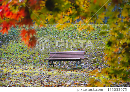 秋日公園裡，紅楓葉環繞著一張木椅。 133033975