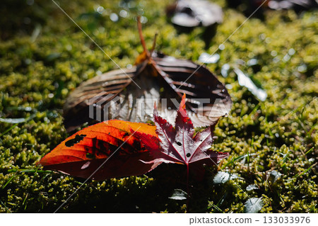 陽光照耀下，綠色的苔蘚和鮮紅的落楓葉閃閃發光。 133033976