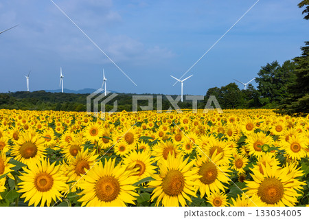Akazu, Konan-cho, Koriyama City, Fukushima Prefecture: A sunflower field in full bloom and blue skies beneath the wind turbines of the Koriyama Nunobiki Kaze no Kogen Plateau 133034005