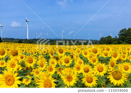 Akazu, Konan-cho, Koriyama City, Fukushima Prefecture: A sunflower field in full bloom and blue skies beneath the wind turbines of the Koriyama Nunobiki Kaze no Kogen Plateau Akazu, Konan-cho, Koriyama City, Fukushima Prefecture: A sunflower field in full bloom and blue skies beneath the wind turbines of the Koriyama Nunobiki Kaze no Kogen Plateau 133034008