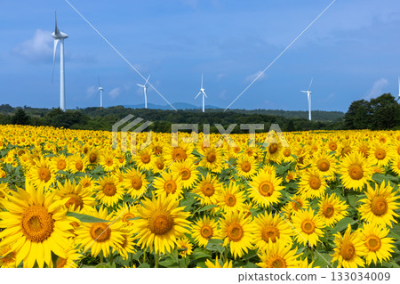 Akazu, Konan-cho, Koriyama City, Fukushima Prefecture: A sunflower field in full bloom and blue skies beneath the wind turbines of the Koriyama Nunobiki Kaze no Kogen Plateau Akazu, Konan-cho, Koriyama City, Fukushima Prefecture: A sunflower field in full bloom and blue skies beneath the wind turbines of the Koriyama Nunobiki Kaze no Kogen Plateau 133034009
