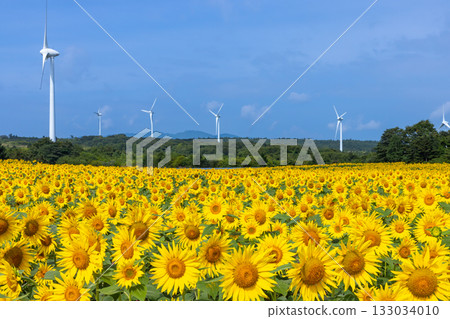 Akazu, Konan-cho, Koriyama City, Fukushima Prefecture: A sunflower field in full bloom and blue skies beneath the wind turbines of the Koriyama Nunobiki Kaze no Kogen Plateau 133034010