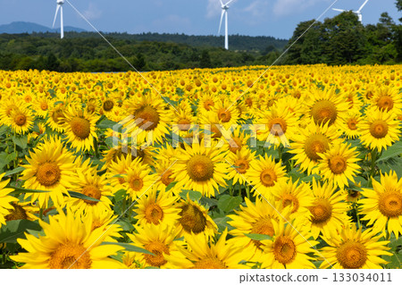 Akazu, Konan-cho, Koriyama City, Fukushima Prefecture: A sunflower field in full bloom and blue skies beneath the wind turbines of the Koriyama Nunobiki Kaze no Kogen Plateau 133034011