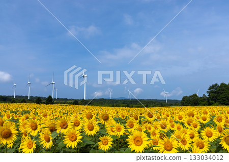 Akazu, Konan-cho, Koriyama City, Fukushima Prefecture: A sunflower field in full bloom and blue skies beneath the wind turbines of the Koriyama Nunobiki Kaze no Kogen Plateau Akazu, Konan-cho, Koriyama City, Fukushima Prefecture: A sunflower field in full bloom and blue skies beneath the wind turbines of the Koriyama Nunobiki Kaze no Kogen Plateau 133034012