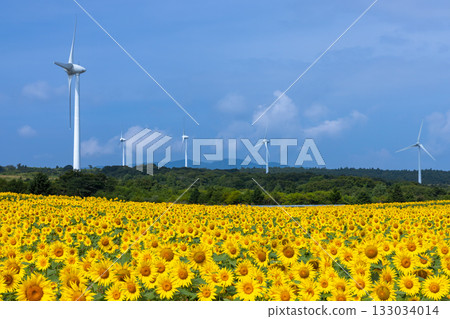 福島縣郡山市港南町赤津:郡山布引風高原的風力發電機下,向日葵花田盛開,蔚藍的天空 福島縣郡山市港南町赤津:郡山布引風高原的風力發電機下,向日葵花田盛開,蔚藍的天空 133034014