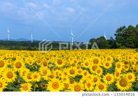 福島縣郡山市港南町赤津：郡山布引風高原的風力發電機下，向日葵花田盛開，蔚藍的天空 133034016