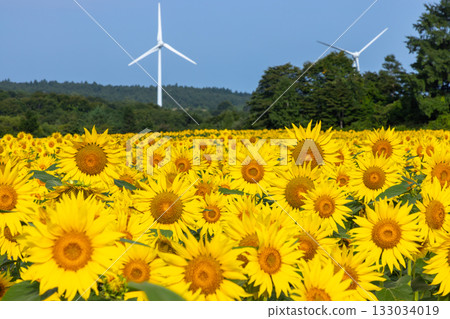 福島縣郡山市港南町赤津：郡山布引風高原的風力發電機下，向日葵花田盛開，蔚藍的天空 133034019