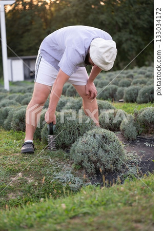 Gardener trimming plants with electric shears. Outdoor maintenance in a field of bushes. Lawn care and landscaping work in progress. 133034172