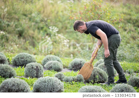Gardener using a broom to sweep around the plants in a field. The field is filled with round plants and the background is green and natural. 133034178