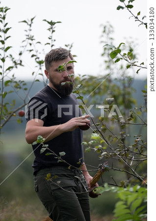 A bearded man picking apples from a tree in an orchard. He is wearing a dark t-shirt and green cargo pants, with trees in the background. A bearded man picking apples from a tree in an orchard. He is wearing a dark t-shirt and green cargo pants, with trees in the background. 133034180
