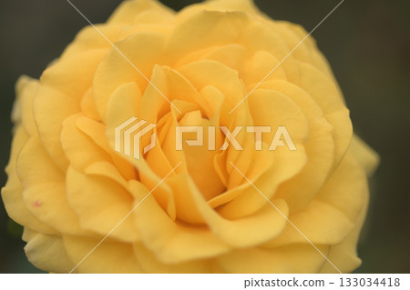 A rose flower with many overlapping yellow petals A rose flower with many overlapping yellow petals 133034418