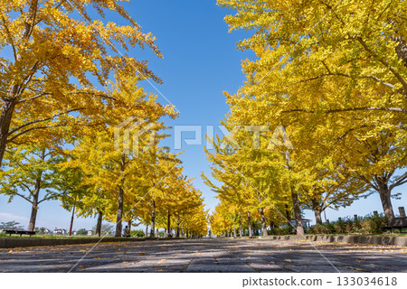 Ginkgo trees lined up in Kazo Hanasaki Park on a clear day 133034618