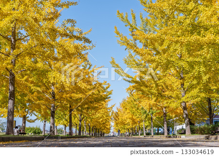Ginkgo trees lined up in Kazo Hanasaki Park on a clear day Ginkgo trees lined up in Kazo Hanasaki Park on a clear day 133034619