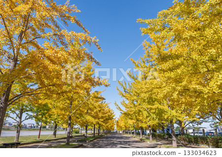 Ginkgo trees lined up in Kazo Hanasaki Park on a clear day 133034623