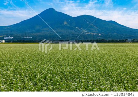 Bandai Mt. Bandai with buckwheat flowers in a buckwheat field as far as the eye can see 133034842