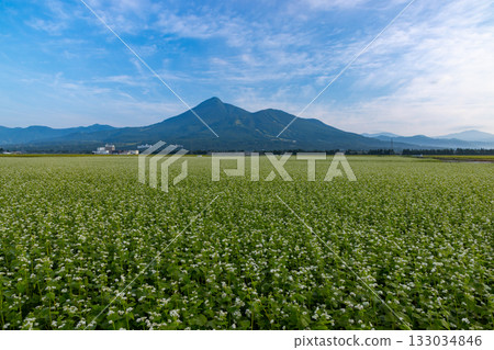 萬代山,一望無際的蕎麥田裡盛開著蕎麥花 萬代山,一望無際的蕎麥田裡盛開著蕎麥花 133034846