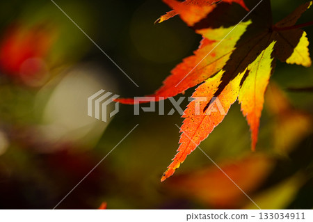 Bright autumn leaves Bright autumn leaves 133034911