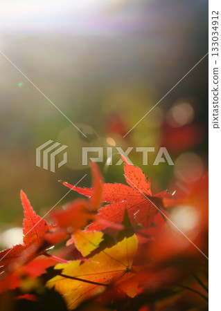 在強光照射下 133034912