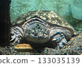 鱷龜藏在水下 133035139