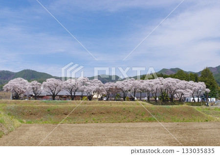 Cherry blossom trees lined the Tsugane-Sandai Campus Fureai no Sato 133035835