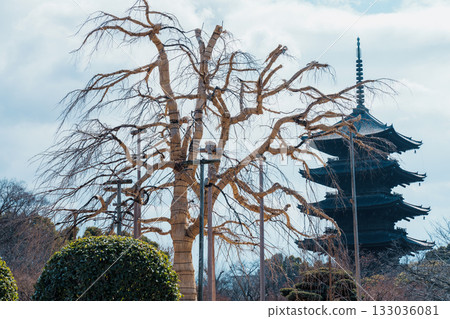 冬天的東寺富士櫻 133036081