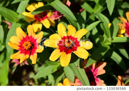 百日菊（Zinnia Profusion Red-Yellow Bicolor，菊科） 133036566