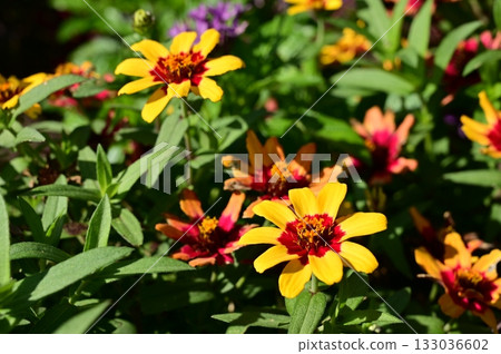Zinnia Profusion Red-Yellow Bicolor (Asteraceae) 133036602