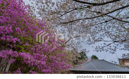 春天,在木津川市新道寺拍攝了寺廟的庭院,當時三葉杜鵑盛開,山脈都變成了粉紅色。 春天,在木津川市新道寺拍攝了寺廟的庭院,當時三葉杜鵑盛開,山脈都變成了粉紅色。 133036611