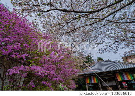 Photographed the grounds of Shindo-ji Temple in Kizugawa City in spring, when the Mitsuba azalea blossoms in full bloom and the mountains turn pink. 133036613