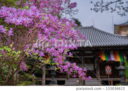 春天，在木津川市新道寺拍攝了寺廟的庭院，當時三葉杜鵑盛開，山脈都變成了粉紅色。 133036615