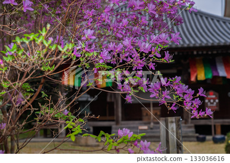 Photographed the grounds of Shindo-ji Temple in Kizugawa City in spring, when the Mitsuba azalea blossoms in full bloom and the mountains turn pink. 133036616