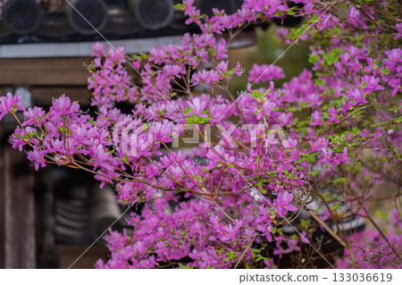 Photographed the grounds of Shindo-ji Temple in Kizugawa City in spring, when the Mitsuba azalea blossoms in full bloom and the mountains turn pink. 133036619