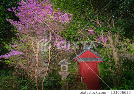 Photographed the grounds of Shindo-ji Temple in Kizugawa City in spring, when the Mitsuba azalea blossoms in full bloom and the mountains turn pink. Photographed the grounds of Shindo-ji Temple in Kizugawa City in spring, when the Mitsuba azalea blossoms in full bloom and the mountains turn pink. 133036623