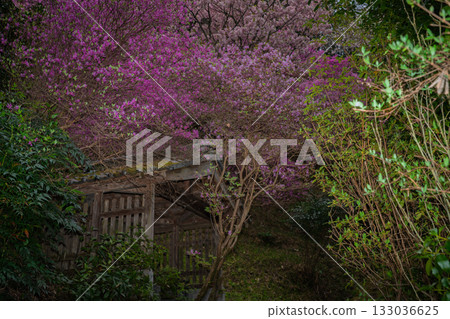 Photographed the grounds of Shindo-ji Temple in Kizugawa City in spring, when the Mitsuba azalea blossoms in full bloom and the mountains turn pink. Photographed the grounds of Shindo-ji Temple in Kizugawa City in spring, when the Mitsuba azalea blossoms in full bloom and the mountains turn pink. 133036625