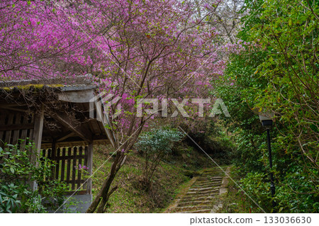 Photographed the grounds of Shindo-ji Temple in Kizugawa City in spring, when the Mitsuba azalea blossoms in full bloom and the mountains turn pink. Photographed the grounds of Shindo-ji Temple in Kizugawa City in spring, when the Mitsuba azalea blossoms in full bloom and the mountains turn pink. 133036630