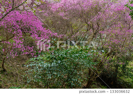 Photographed the grounds of Shindo-ji Temple in Kizugawa City in spring, when the Mitsuba azalea blossoms in full bloom and the mountains turn pink. Photographed the grounds of Shindo-ji Temple in Kizugawa City in spring, when the Mitsuba azalea blossoms in full bloom and the mountains turn pink. 133036632