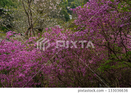 Photographed the grounds of Shindo-ji Temple in Kizugawa City in spring, when the Mitsuba azalea blossoms in full bloom and the mountains turn pink. Photographed the grounds of Shindo-ji Temple in Kizugawa City in spring, when the Mitsuba azalea blossoms in full bloom and the mountains turn pink. 133036636